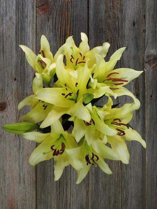  YELLOW ORIENTAL LILIES